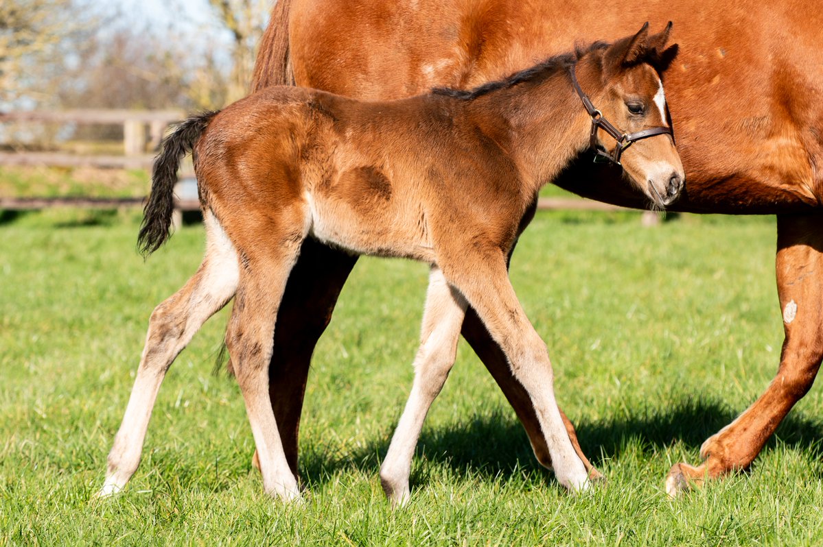 Coolmore tweet media