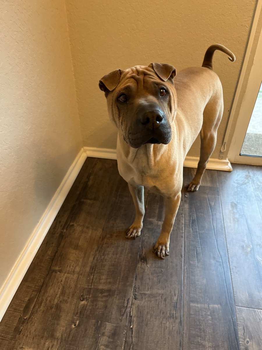 Pixel Knight Games tweet media