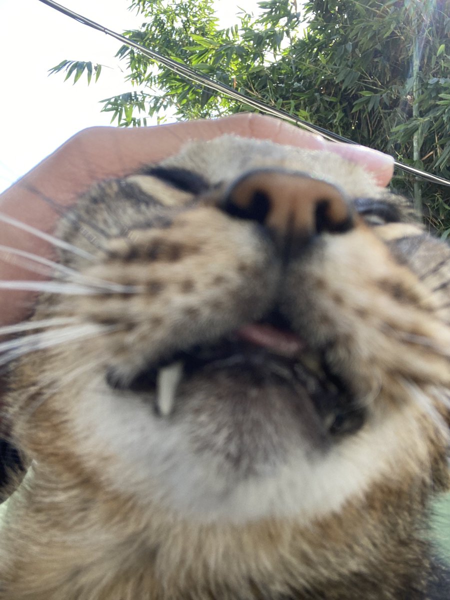 Sanxia veg out boy homebody cat(L.W.H) tweet media