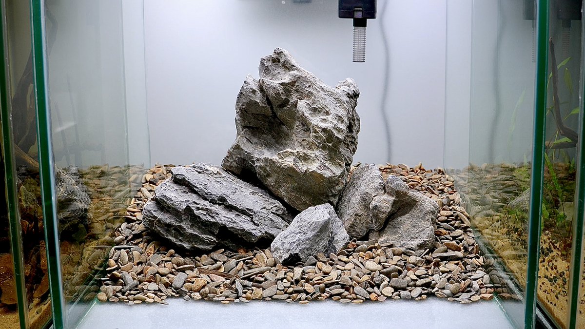 iamaquadreamer's tweet photo. Low Tech Planted Tank (ADA ROCK) 🌱🪨

Full Video is on YouTube!
https://t.co/IiZoyc354T https://t.co/5FQbcCMQNX