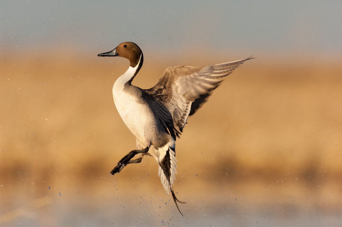 National Fish and Wildlife Foundation tweet media