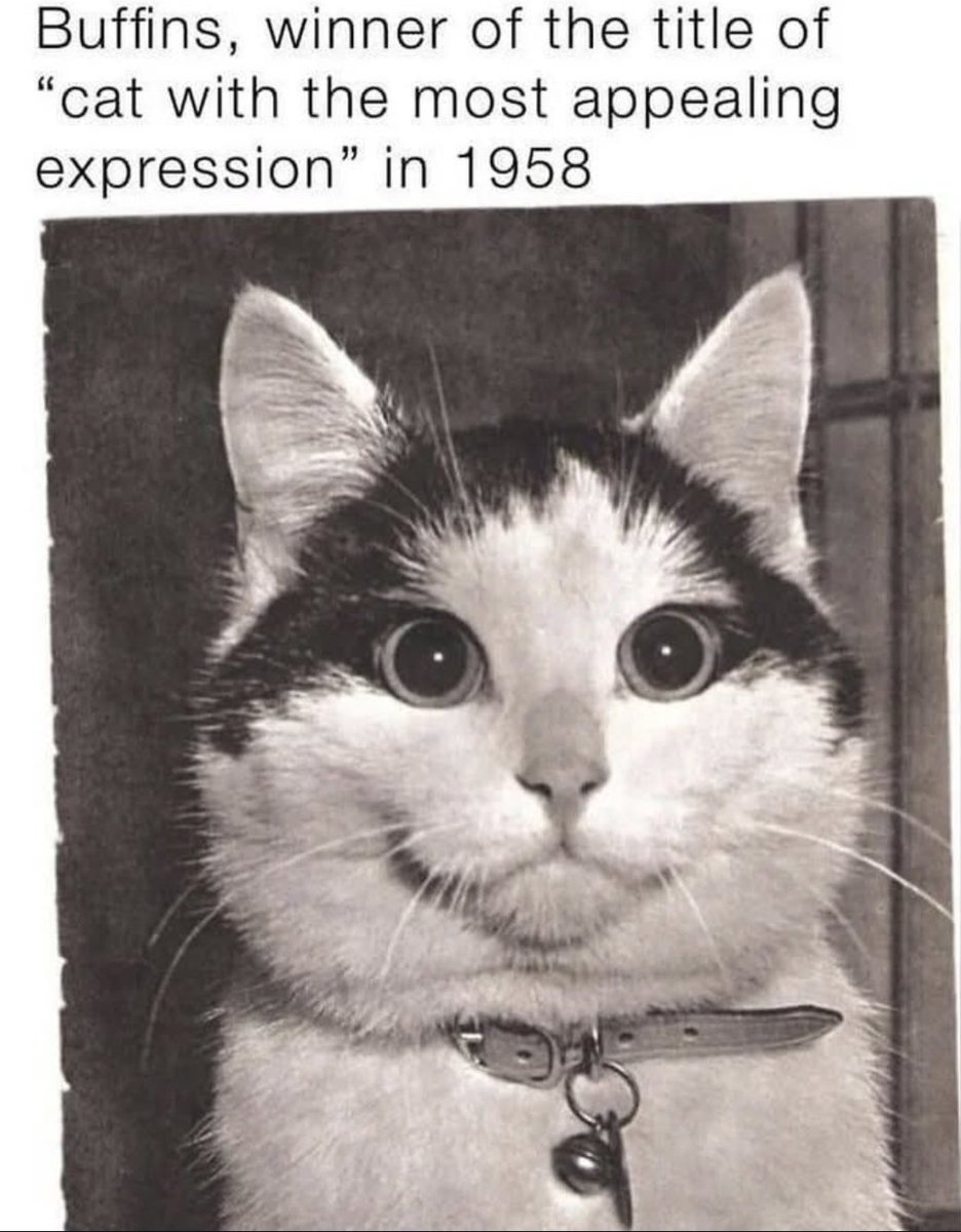 Catsillyness's tweet image. 