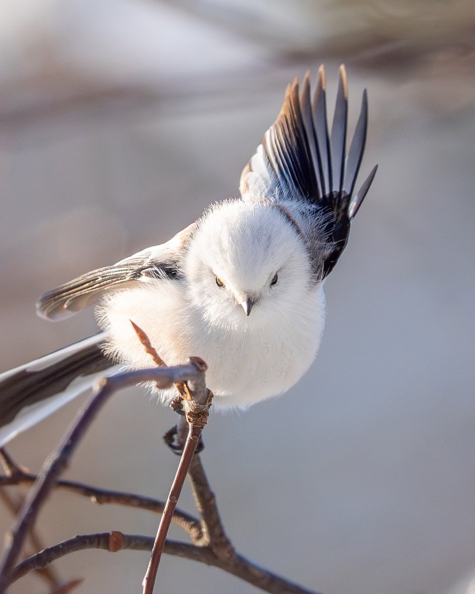 ジェントルな感じのシマエナガです