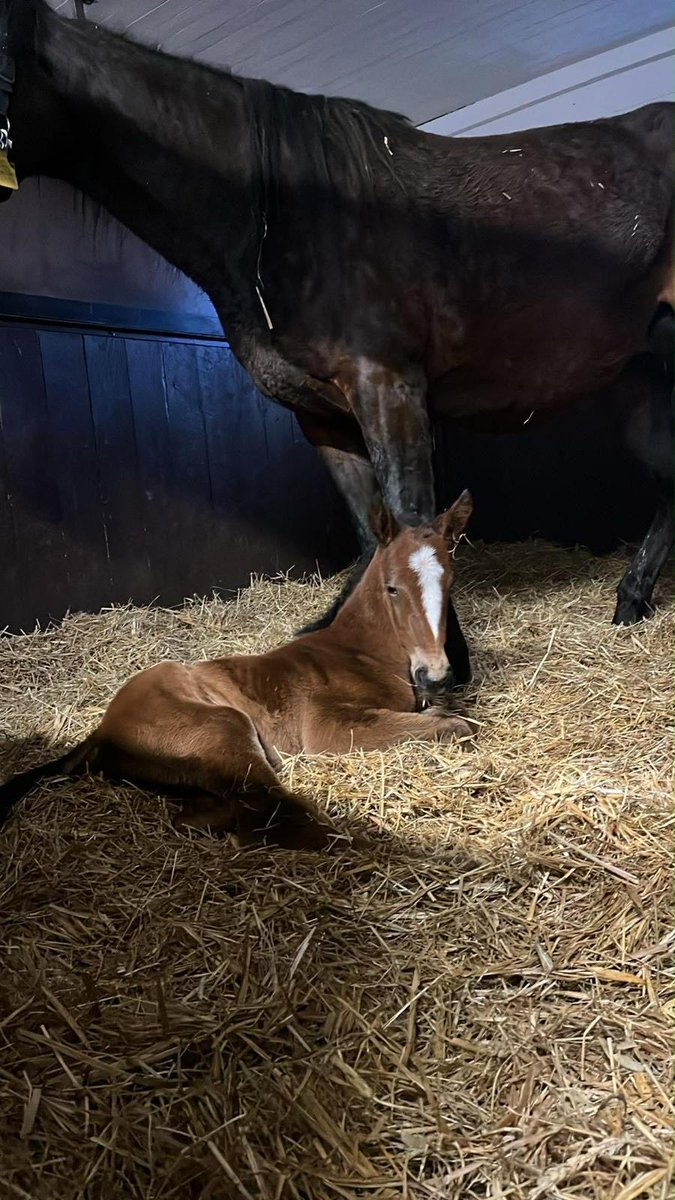 Stall SoFo tweet media