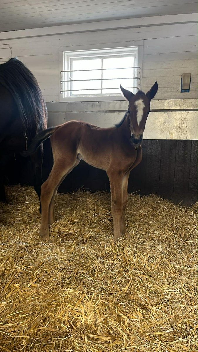 Stall SoFo tweet media