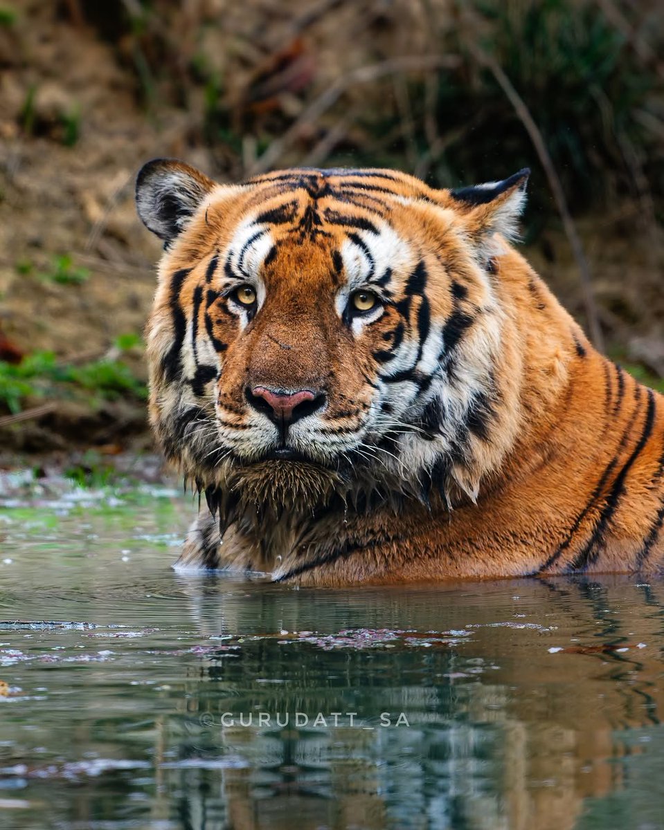 IT'S LION AND TIGERS WORLD tweet media