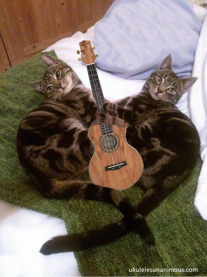 What is it with cats and ukuleles?! 🐱
ukulelesunanimous.com

#ukulele #cats #music #fun #cute #trendingnow #photo #photooftheday