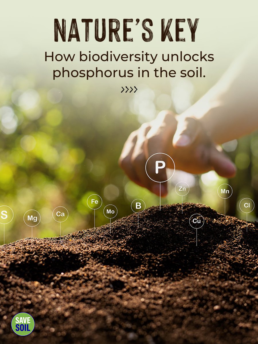 cpsavesoil's tweet photo. There is a hidden chemical factory beneath our feet. 

Phosphorus is one of the most limited nutrients in the environment. While much of it exists in the ground, it is often "locked" away in forms that plants can't use. New research shows that the secret to unlocking this treasure is biodiversity.

A diverse team of bacteria, fungi, and tiny organisms like nematodes work together to break down minerals and organic matter. This biological collaboration creates a flow of nutrients that sustains entire forests. As ecosystems regenerate, these natural cycles become stronger and more efficient.

When we protect the life within the soil, we ensure that nature has the tools it needs to feed itself. A living, biodiverse earth is a self-sustaining earth.

Action Now: https://t.co/uVnQCIZBeZ

Citation: Wan, L., Chen, Y., Hu, Y., et al. (2024). Forest restoration enhances phosphorus mobilization through multitrophic networks. Global Change Biology.