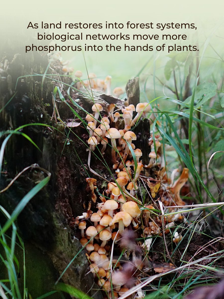 cpsavesoil's tweet photo. There is a hidden chemical factory beneath our feet. 

Phosphorus is one of the most limited nutrients in the environment. While much of it exists in the ground, it is often "locked" away in forms that plants can't use. New research shows that the secret to unlocking this treasure is biodiversity.

A diverse team of bacteria, fungi, and tiny organisms like nematodes work together to break down minerals and organic matter. This biological collaboration creates a flow of nutrients that sustains entire forests. As ecosystems regenerate, these natural cycles become stronger and more efficient.

When we protect the life within the soil, we ensure that nature has the tools it needs to feed itself. A living, biodiverse earth is a self-sustaining earth.

Action Now: https://t.co/uVnQCIZBeZ

Citation: Wan, L., Chen, Y., Hu, Y., et al. (2024). Forest restoration enhances phosphorus mobilization through multitrophic networks. Global Change Biology.