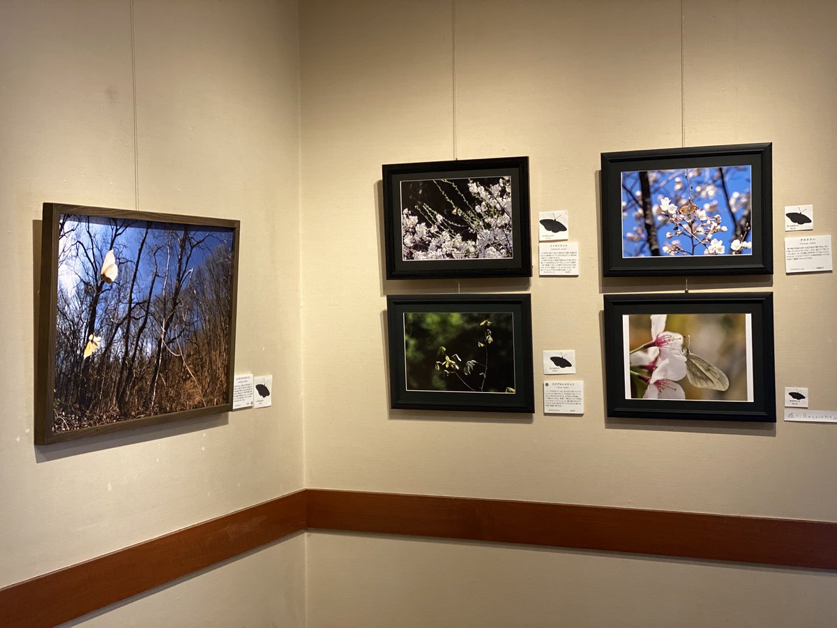 Lotus_87s's tweet photo. 【写真展】蛾蝶風月 八
会期残り2日です！

2日間とも在廊します。

明日3/14(土)はギャラリートーク
11:00-、14:00です！

皆様のお越しをお待ちしております！ https://t.co/bRLsuatml8