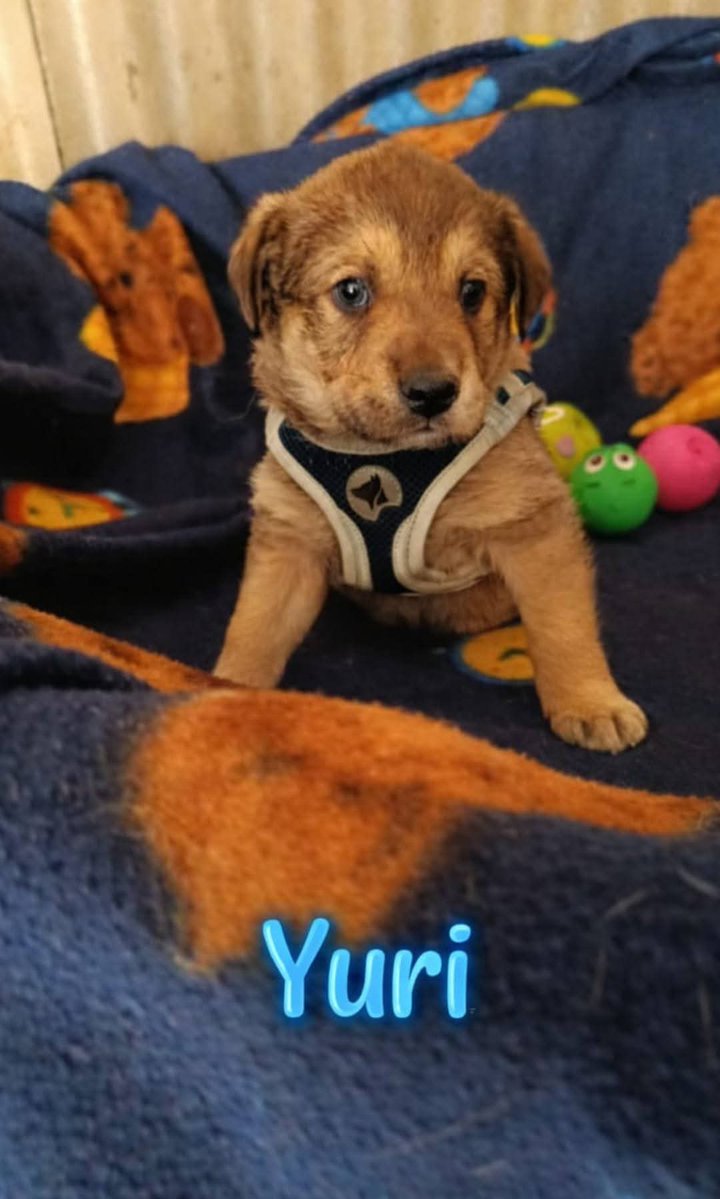 🐾 SALVATI DALLA BUCA 🐾
#Junior, #Yuri e #Yara hanno 30 giorni e #cercafamiglia! Bellissimi, già sverminati, pronti a donare amore. Si affidano in tutto il Centro-Nord dopo iter di preaffido. Aiutiamoli!
​📞 Info: 3274656167
📍 Airola (BN)
🆘️🆘️🙏🏻🙏🏻🙏🏻
​#lina #Benevento