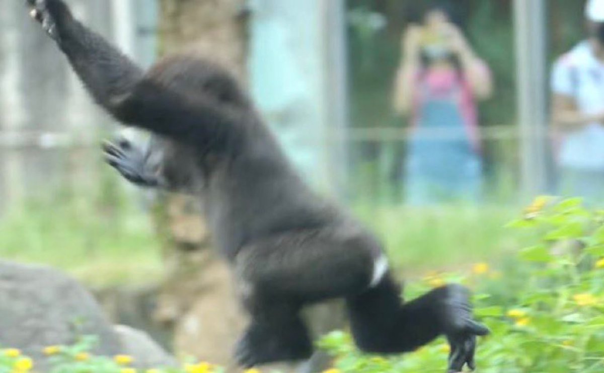 Tiny Gorilla tweet media