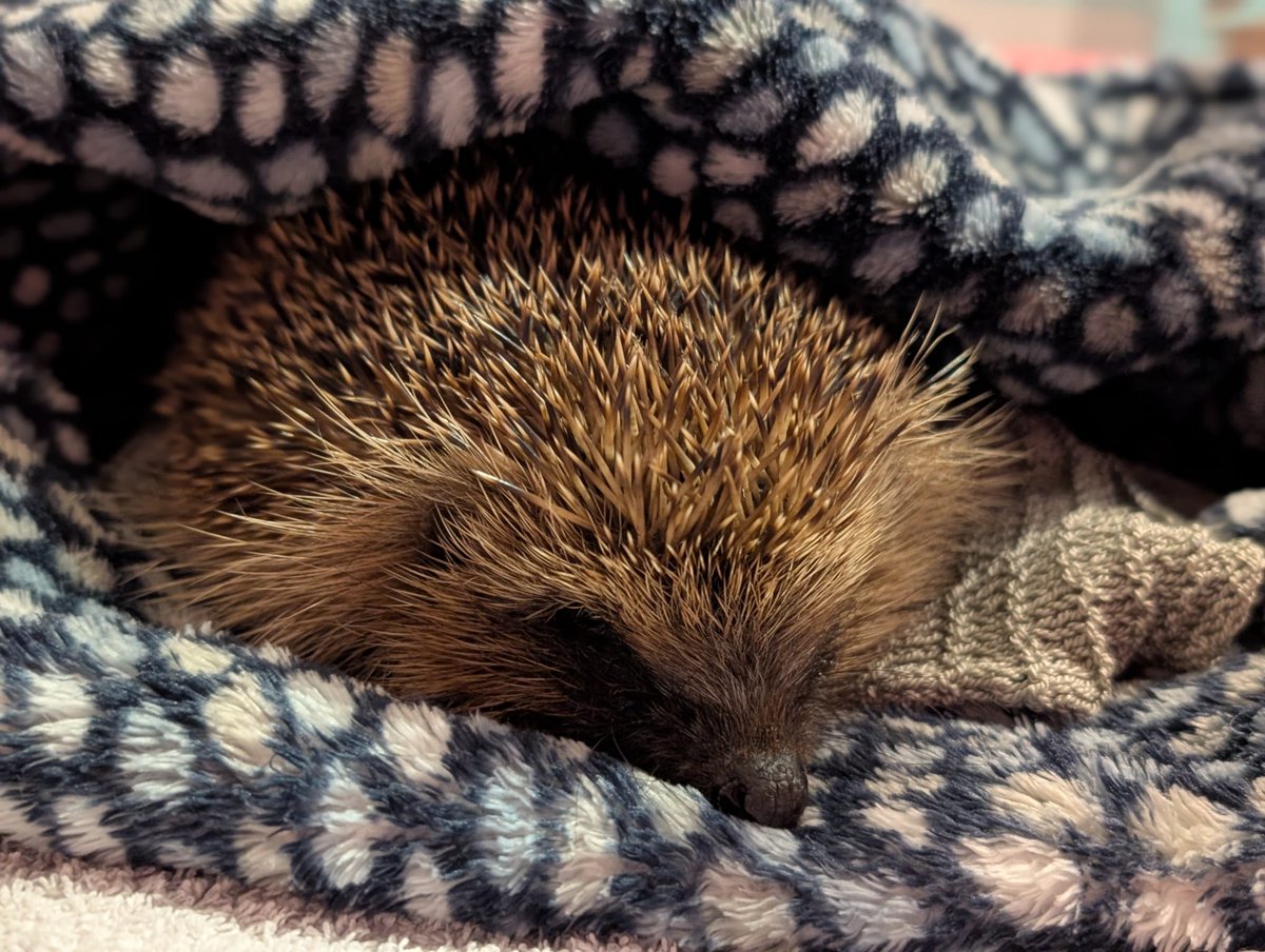 Caerphilly Hedgehog Rescue tweet media