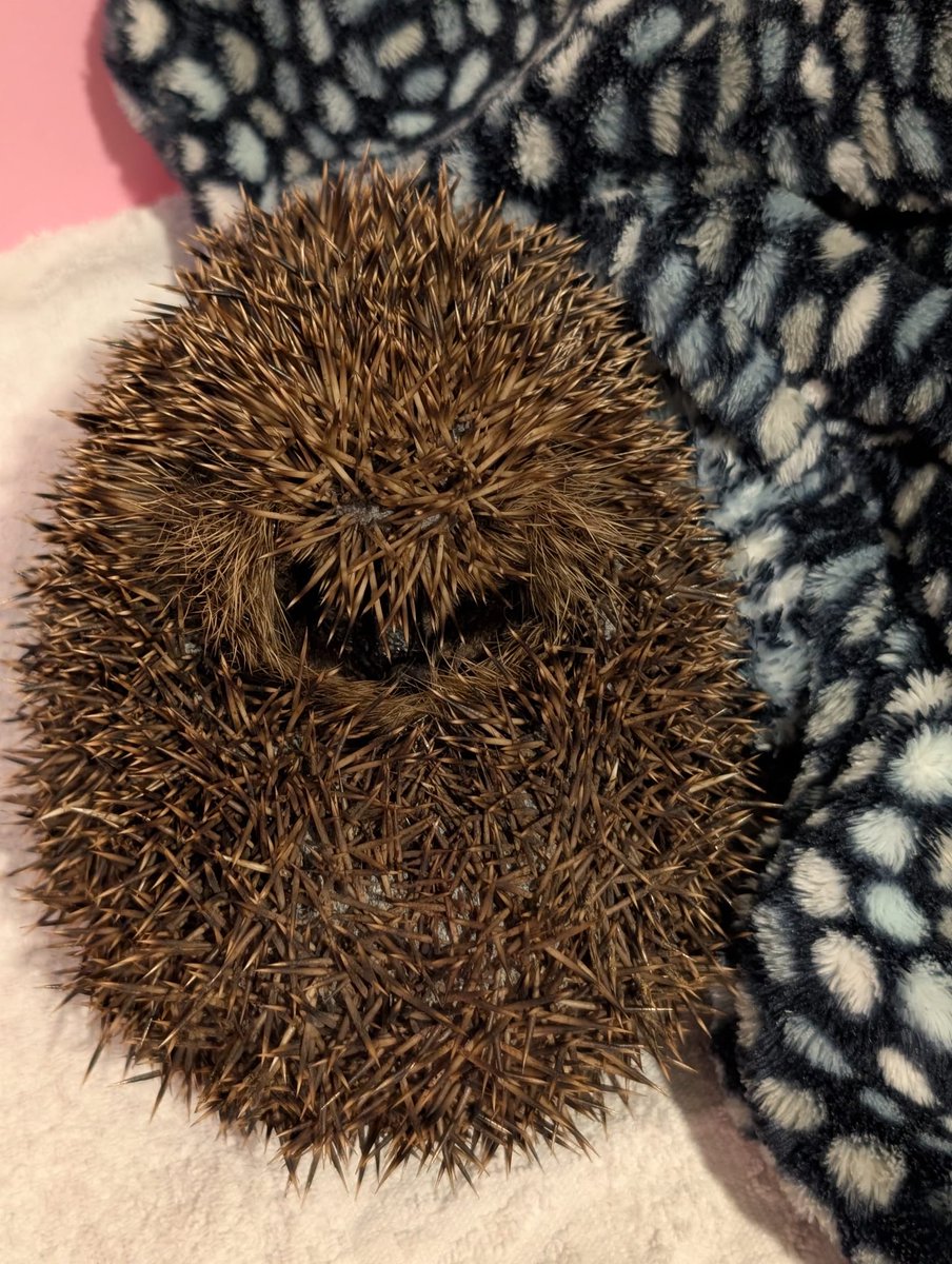Caerphilly Hedgehog Rescue tweet media