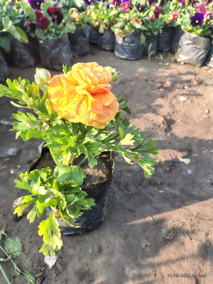 Chaperoneindia's tweet image. If your balcony plants look tired, they might just need a maali’s magic.

#Magic #house #balcony #maali #PlantCare