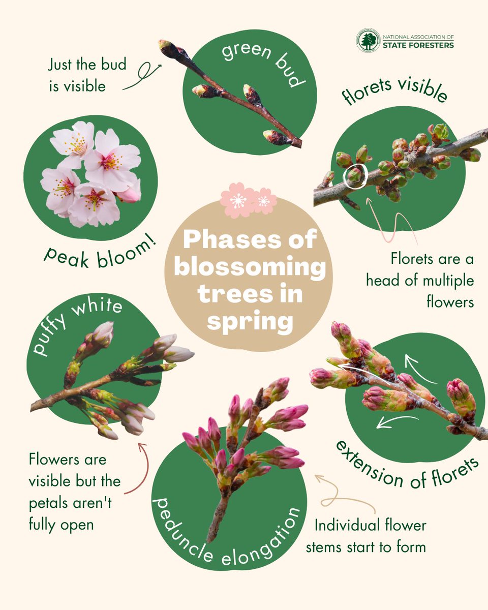 State Foresters tweet media