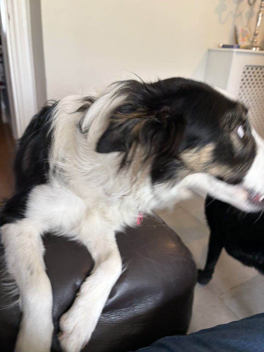 Puppy Bess and Auntie Kes tweet media