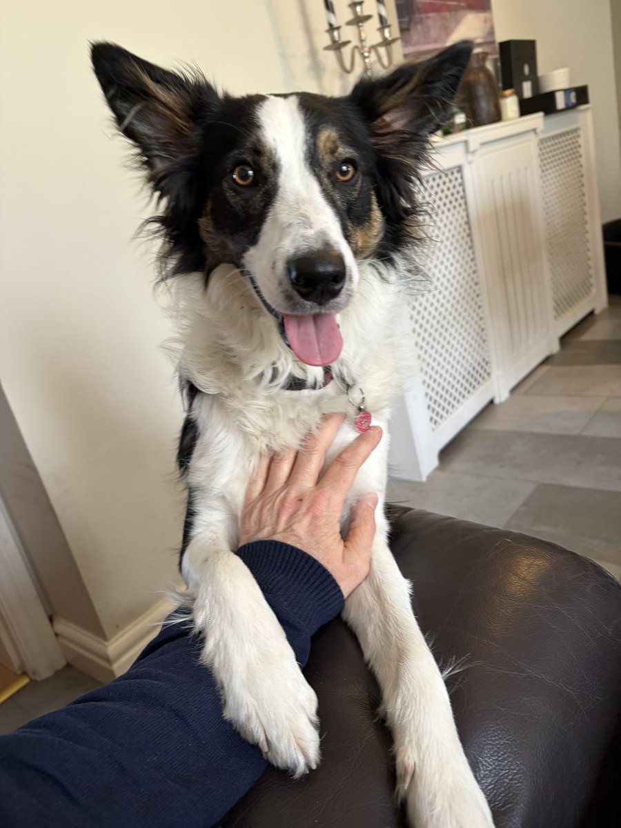 Puppy Bess and Auntie Kes tweet media