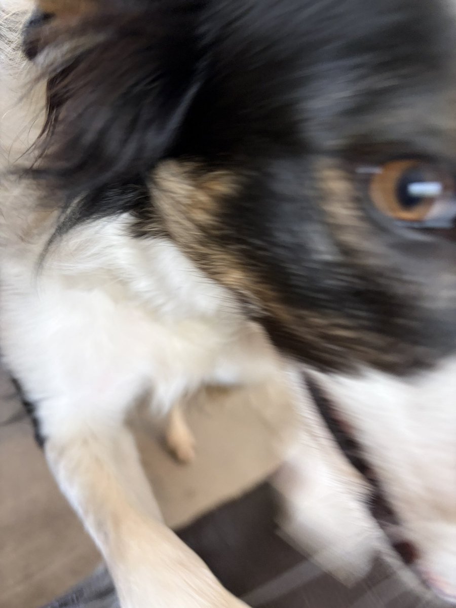 Puppy Bess and Auntie Kes tweet media