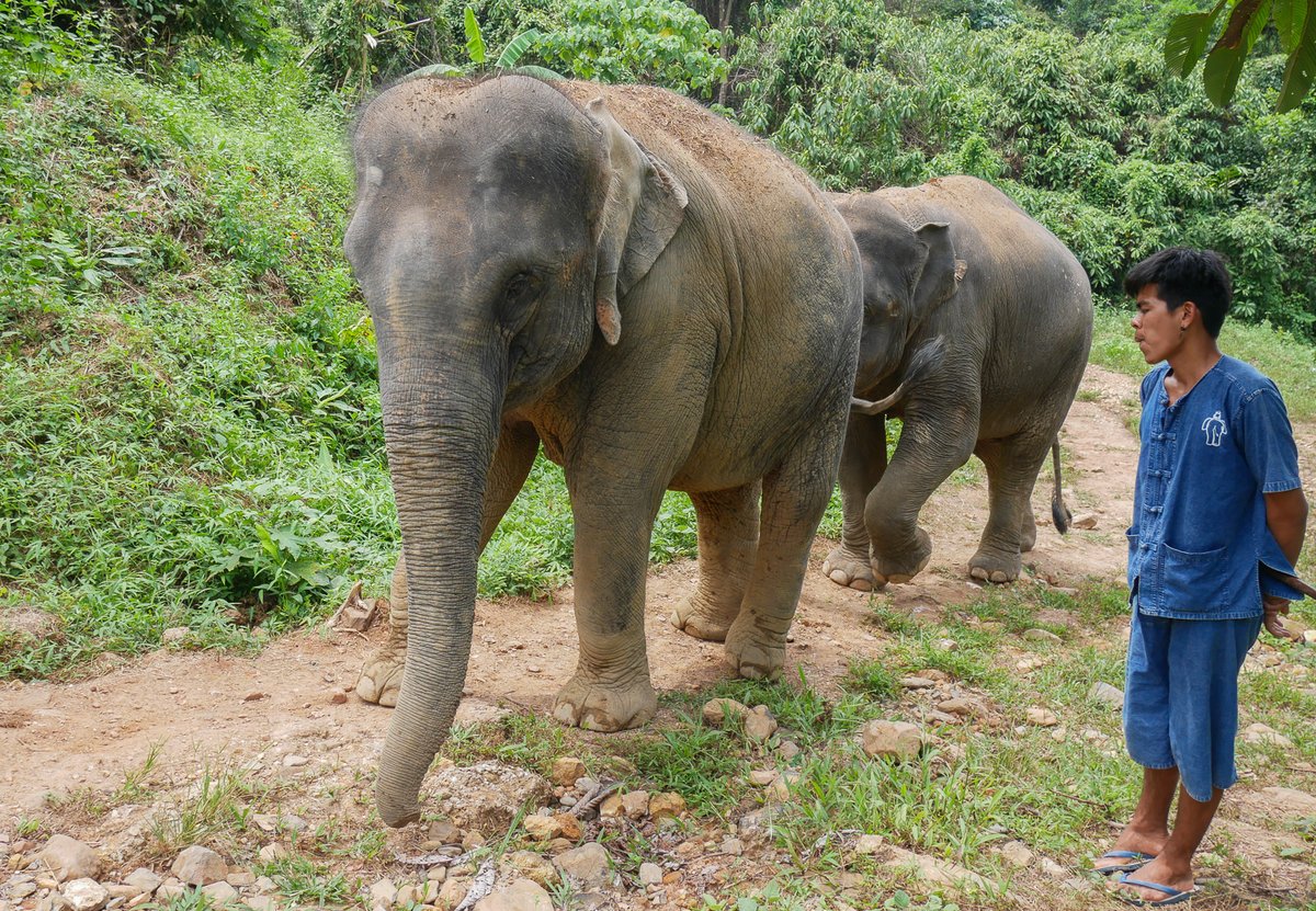 Amazing Thailand SA tweet media