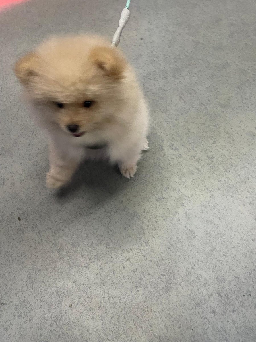 FLK Mioli tweet media