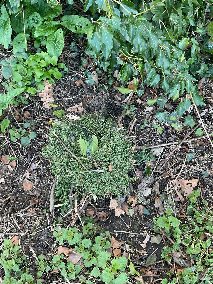 StJosephsCP's tweet image. For #BritishScienceWeek2026, the children in 5E were challenged to work in groups to create a birds nest. They had to think carefully about its structure and integrity. We went out two day later (today) to see which nests were still in tact. 
#Science #outdoorlearning