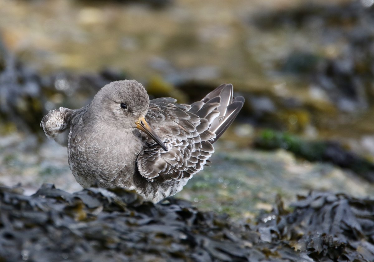 Peter Ransome tweet media