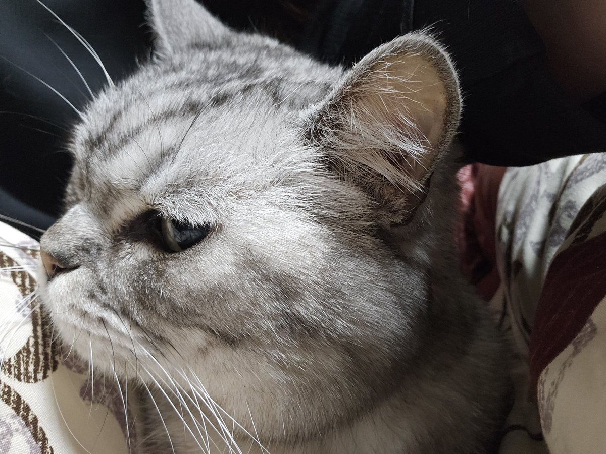 あずき tweet media