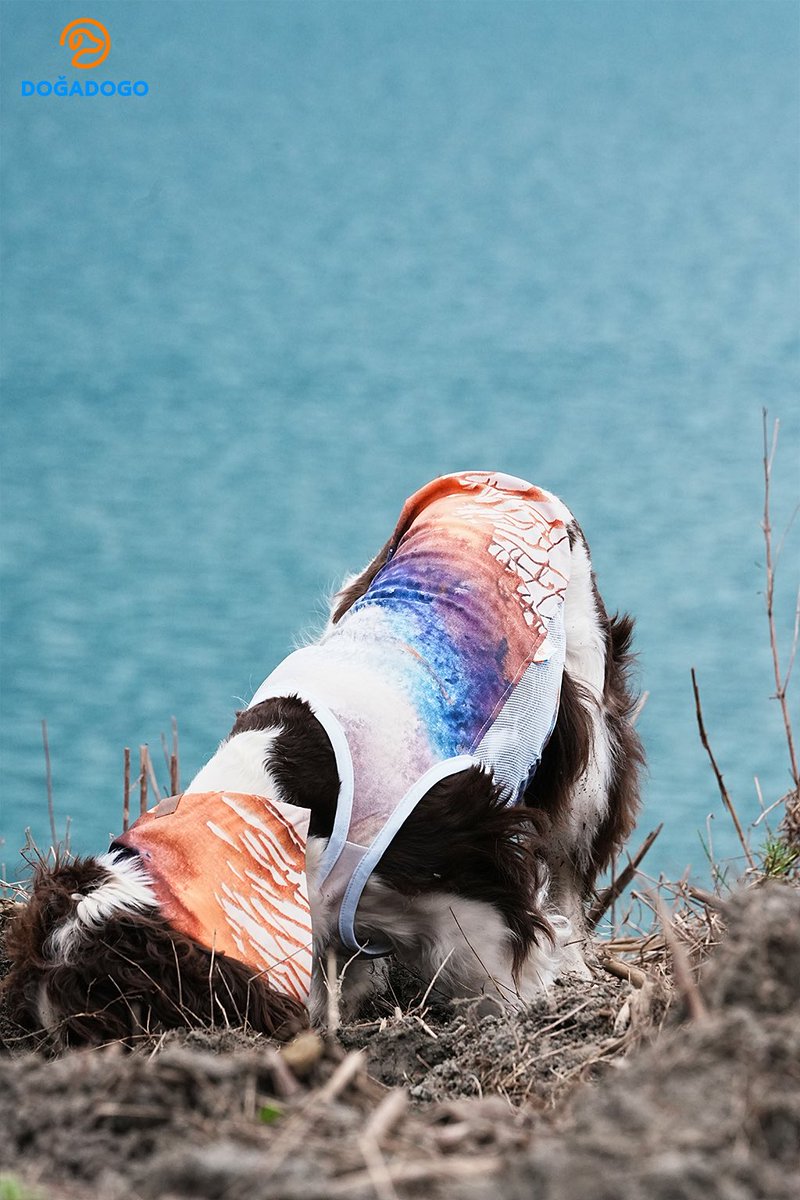 dogadogo2023's tweet image. A little artist by the lake. 🎨🐾

Wearing the DGDG Artist Series — “Volcano &amp;amp; Sea”,
this pup turned a quiet lakeside walk into a cinematic moment.

Nature becomes the canvas.
And every step becomes art.

#DGDG
#DOGADOGO
#ArtistSeries
#DogFashion
#DogPhotography