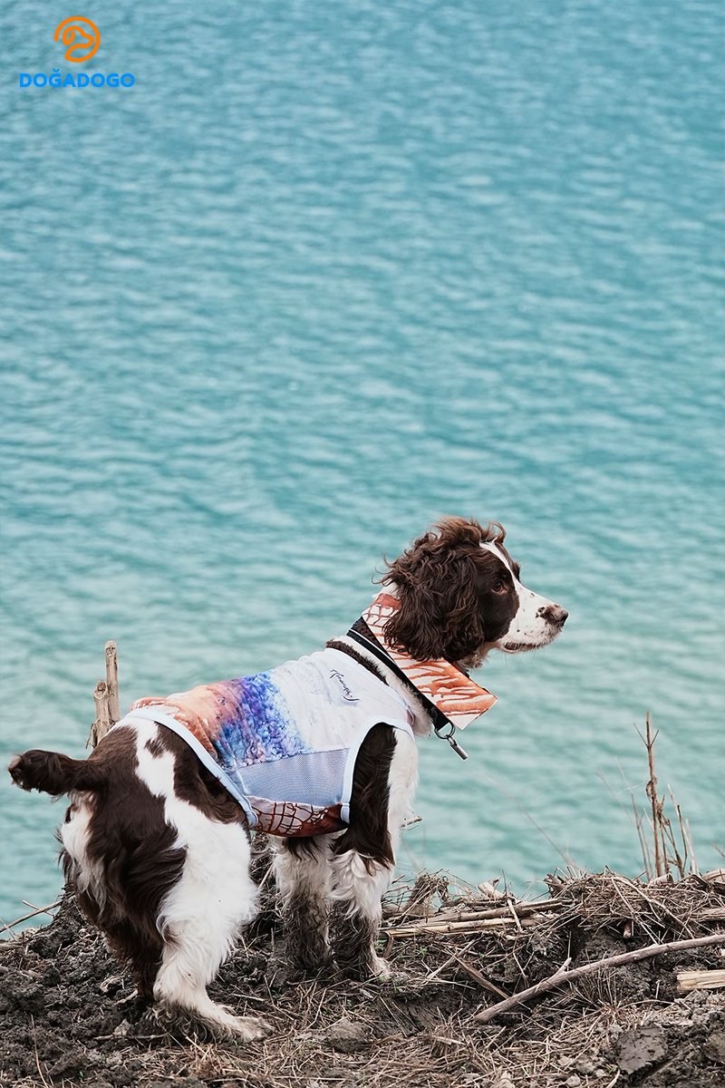 dogadogo2023's tweet image. A little artist by the lake. 🎨🐾

Wearing the DGDG Artist Series — “Volcano &amp;amp; Sea”,
this pup turned a quiet lakeside walk into a cinematic moment.

Nature becomes the canvas.
And every step becomes art.

#DGDG
#DOGADOGO
#ArtistSeries
#DogFashion
#DogPhotography