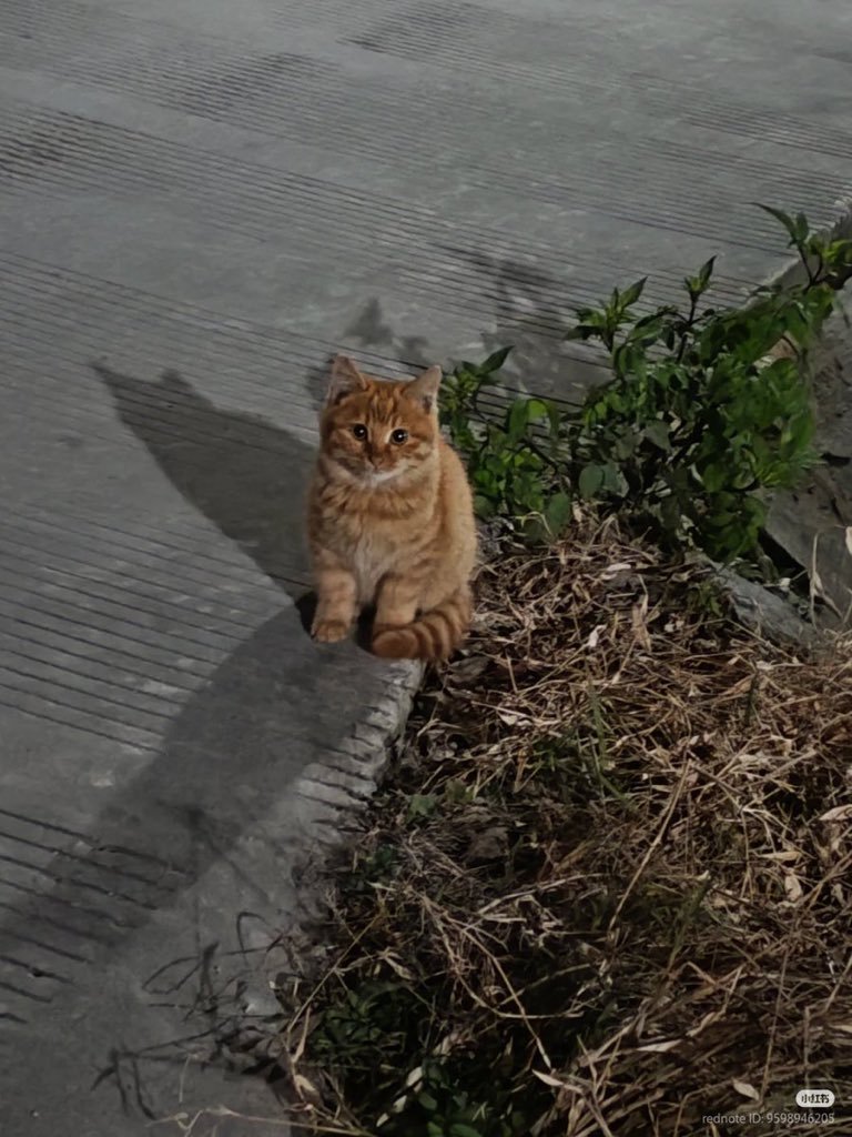 We don't deserve cats 😺 tweet media