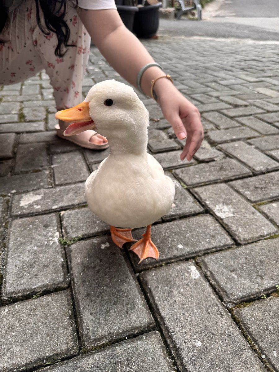 ashahab28's tweet photo. Say hi to my neighbor’s Call Duck: Pit! https://t.co/8P9TXMaF1q