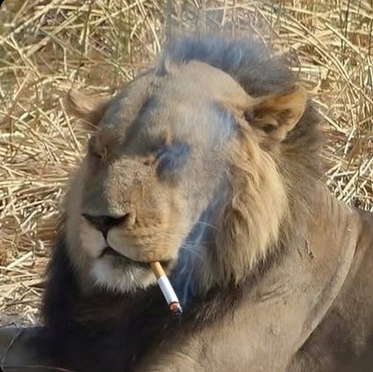 Radiation tweet media