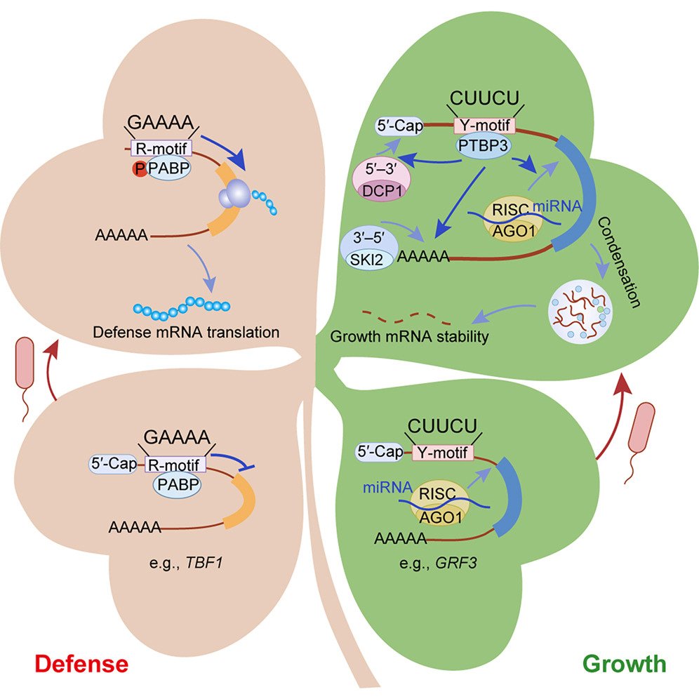 Cell Host & Microbe tweet media