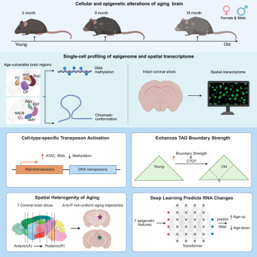 boris_ctcf's tweet photo. 👍🏽 Cell-type-specific transposon demethylation and TAD remodeling in aging mouse brain
Cell (March 2026) by Zeng et. al. with Bing Ren, M. Margarita Behrens, and Joseph R. Ecker
#CTCF #EPIGENETICS #BRAIN #AGING #TRANSPOSONES #METHYLATION
https://t.co/t7ijfV5bJS https://t.co/Dor91z4kGk
