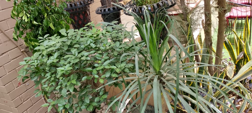 Chaperoneindia's tweet photo. Your plants deserve more than random watering schedules.

#planttreeswithtee #PlantParenthood #PlantCare #plantbased https://t.co/B0w0PP4oCO