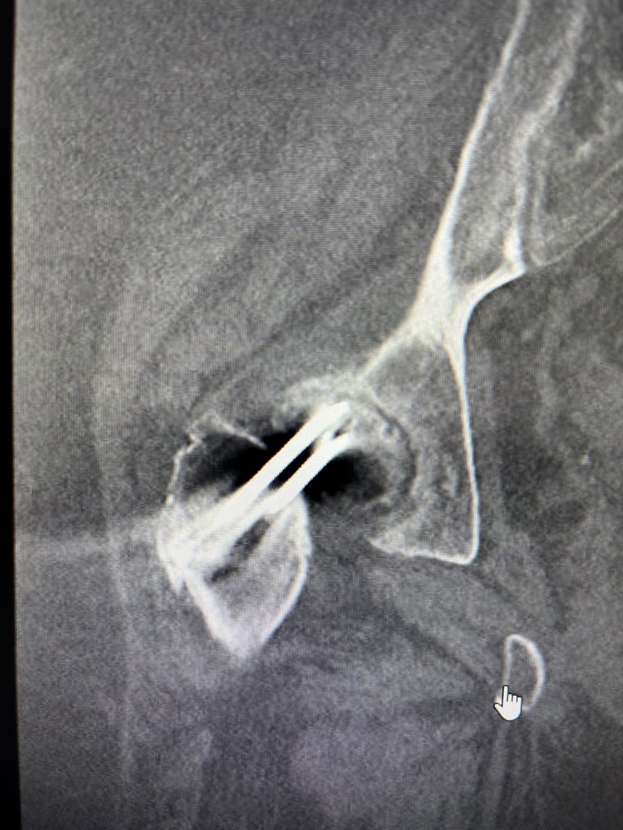 Mo Hasegawa (もも) tweet media