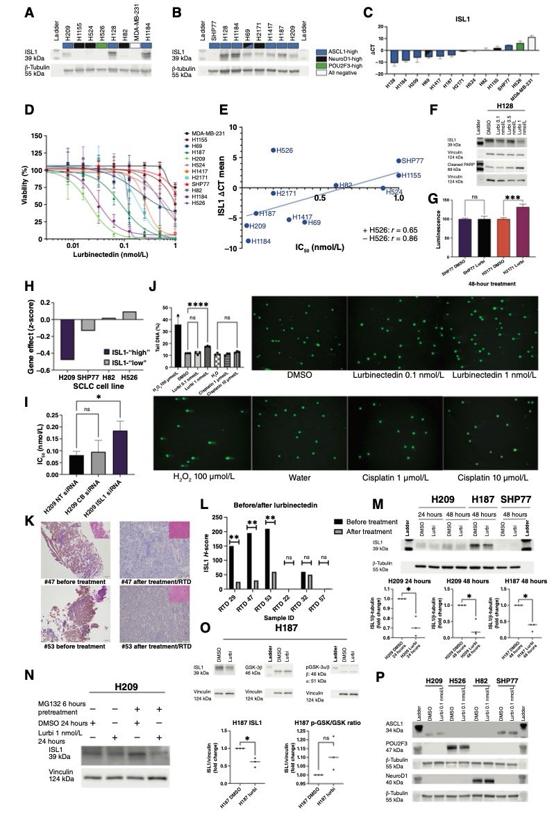 Misty Dawn Shields tweet media