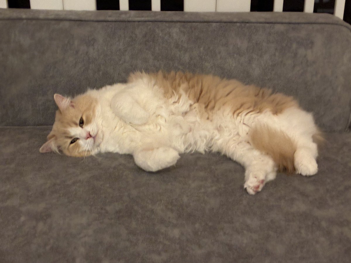 グリとグラとジル🐾 tweet media