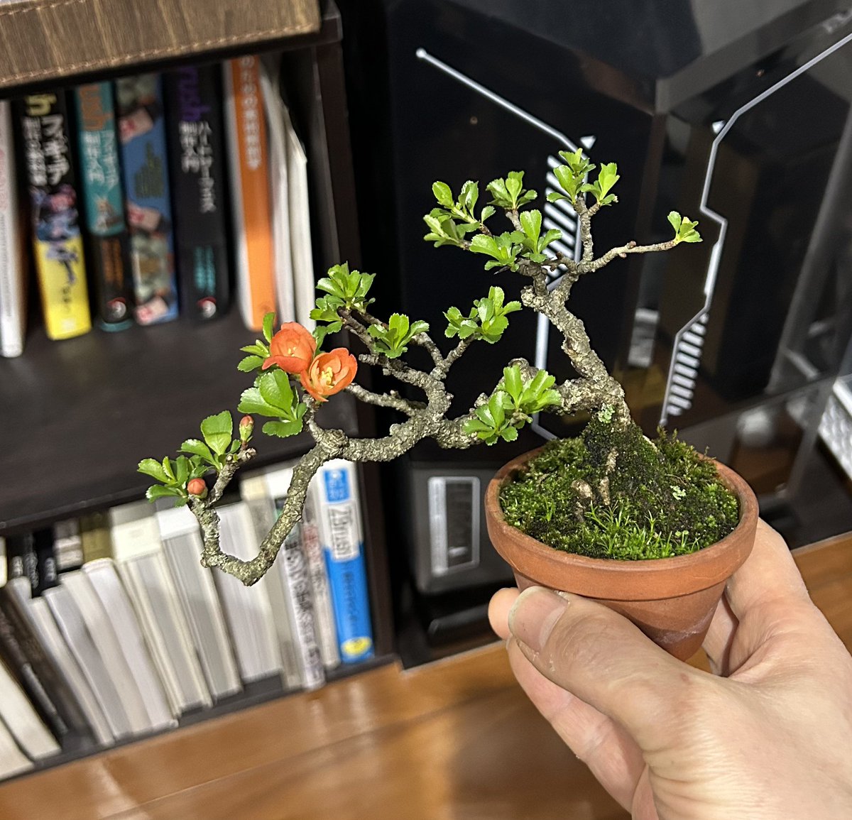 がんかす tweet media