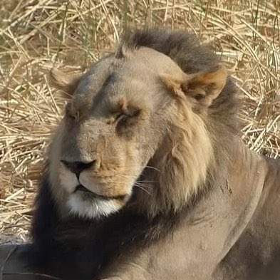 Ginomotion 2 tweet media