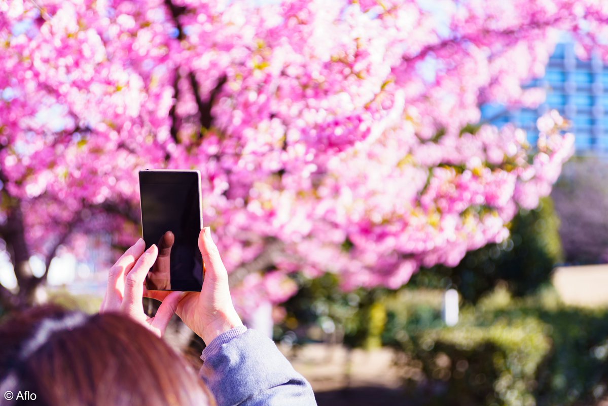 AmbJaponFR's tweet image. 🌸La saison des cerisiers en fleurs approche au #Japon 🗾!

✨Si vous avez la chance d’être au Japon à cette période, consultez les prévisions des #sakura pour planifier vos plus beaux moments de #hanami 🇯🇵👇

➕japan.travel/fr/see-and-do/…
