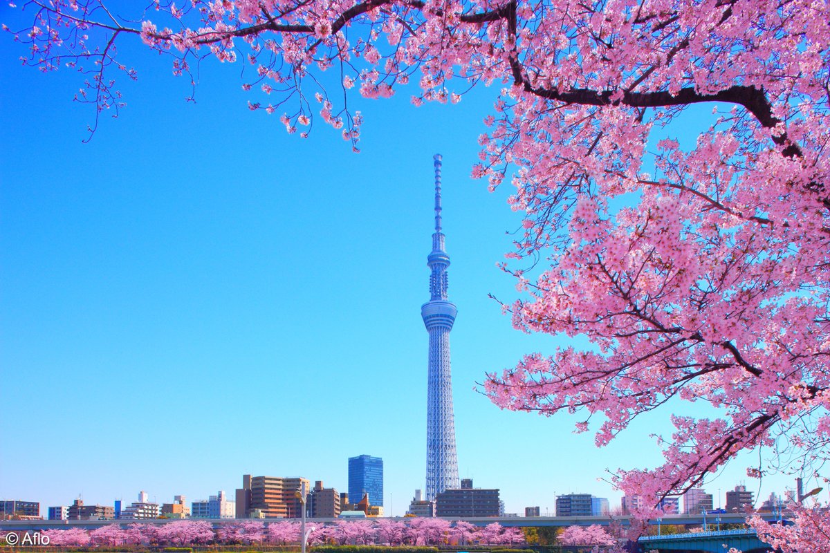 AmbJaponFR's tweet image. 🌸La saison des cerisiers en fleurs approche au #Japon 🗾!

✨Si vous avez la chance d’être au Japon à cette période, consultez les prévisions des #sakura pour planifier vos plus beaux moments de #hanami 🇯🇵👇

➕japan.travel/fr/see-and-do/…