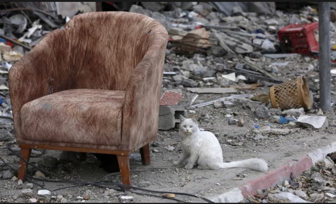 War destroys everything… even the quiet lives of innocent animals. This little cat just wants to live in peace. 🐾🕊️