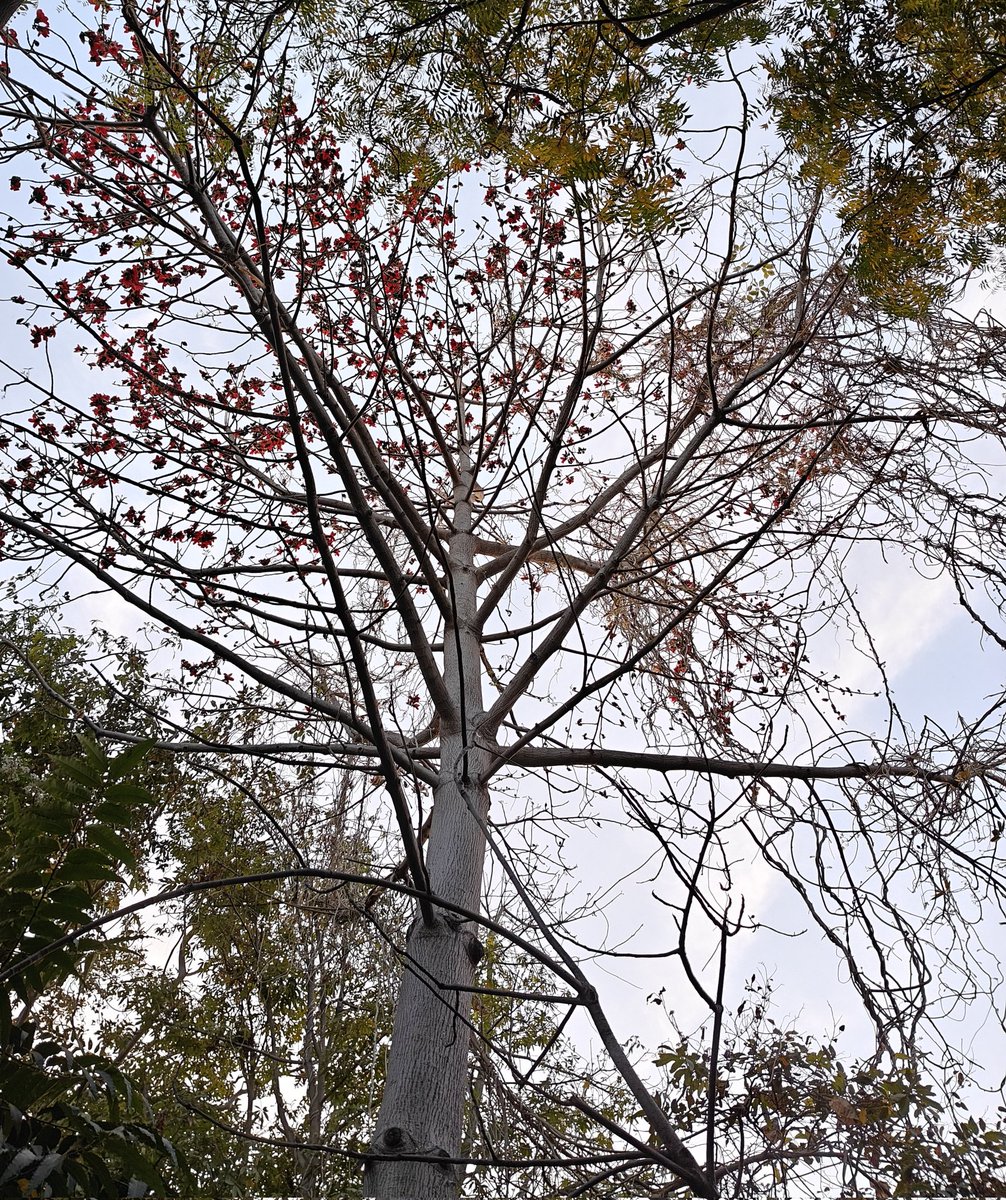 kartikwamdev's tweet image. A handsome Semal tree (Bombax ceiba) standing tall, adorning the blue sky with its fiery red flowers every spring.

#delhi
#treesofdelhi
#semal
#delhitrees
#rohini 
#spring