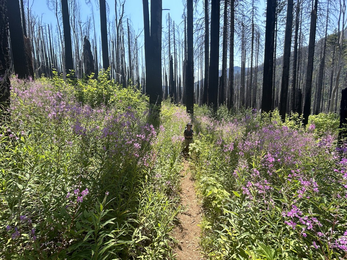 Thanks to Garrick <a href="/8ntmuch/">Garrick</a> for sparking flower thoughts this morning. Hiking a Yosemite trail off Glacier Pt Road through a burn scar, now alive with fireweed—life surges back stronger. 🔥🌸🏔️

'Out of the fire comes hope.'

Ever walked a post-fire trail? What's blooming for you