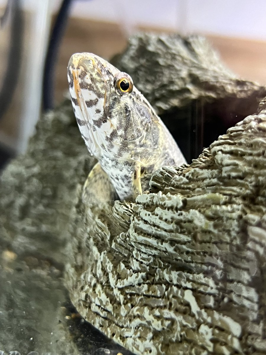 これは白点か白点じゃないか
ヒレには出てない