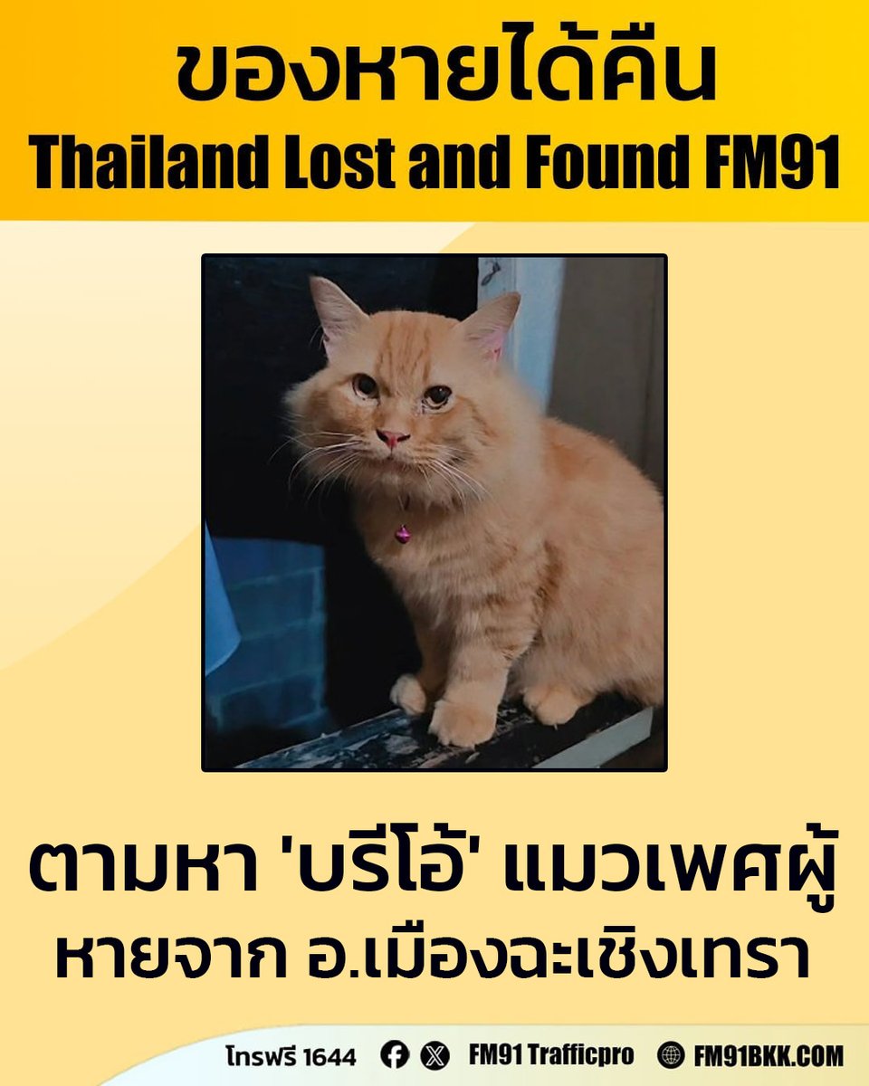 fm91trafficpro's tweet photo. ตามหา "บรีโอ้" แมวเพศผู้ (ทำหมันแล้ว) สีส้ม ขนยาว ตัวอ้วน ใส่ปลอกคอสีฟ้า มีจี้รูปดอกไม้ข้างหลังจะมีเบอร์โทรศัพท์ ขนที่คอน้อยลง ตาซ้ายเจ็บ (ขี้ตาเยอะ)

หายไปจากซอยธารน้ำใจ 4 ม.16 ต.ท่าไข่ อ.เมือง จ.ฉะเชิงเทรา วันที่ 8 มี.ค. 69

พบเห็นติดต่อกลับที่หมายเลขโทรฟรี 1644 สวพ.FM91 ได้ตลอด 24 ชั่วโมง
#ของหายได้คืน #thailandlostandfound #โทร1644 #FM91