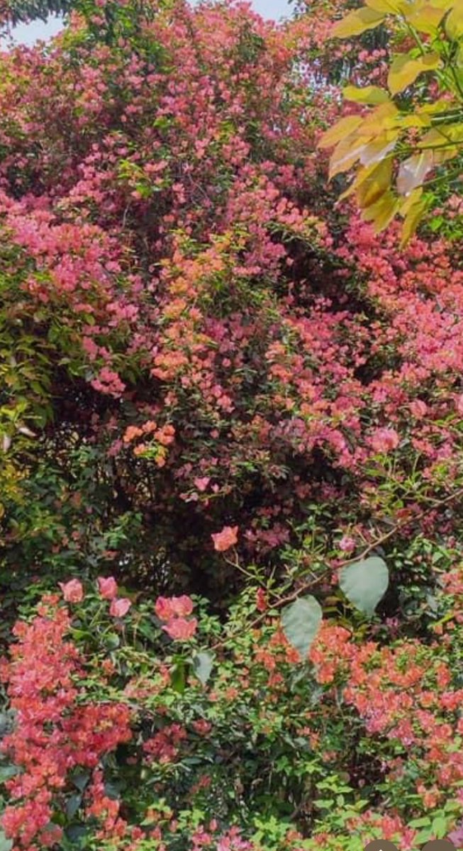 ⁦<a href="/bellarosa000/">B</a>⁩