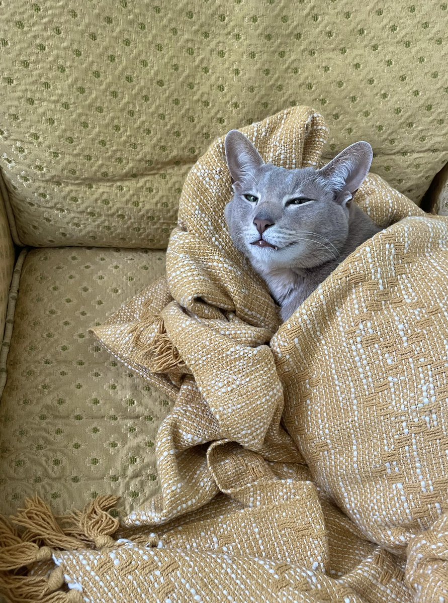 Odie Tha Cat tweet media
